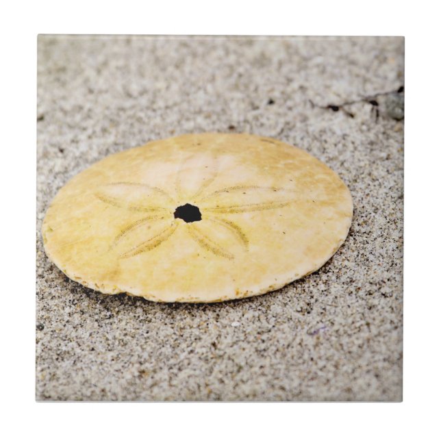 Glücklicher Sand-Dollar Fliese (Vorderseite)