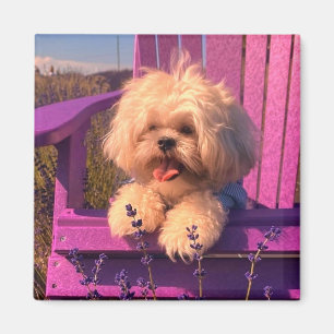Glücklicher Shih Tzu-Welpe entspannt sich (Hundsta Magnet