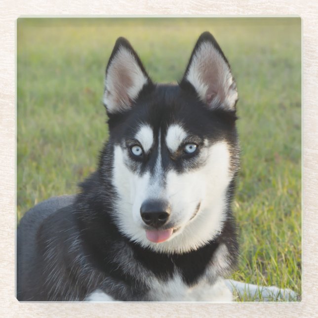 Glücklicher verspielt Siberian Husky Welpe Glasuntersetzer (Vorderseite)