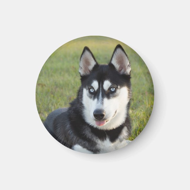 Glücklicher verspielt Siberian Husky Welpe Magnet (Vorne)