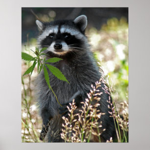 GLÜCKLICHER WASCHBÄR POSTER