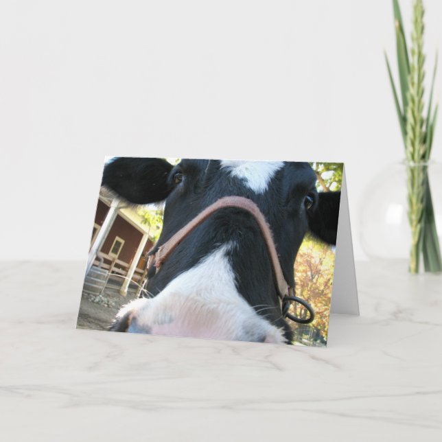 Glückliches MOO-Jahr Feiertagskarte (Vorderseite)