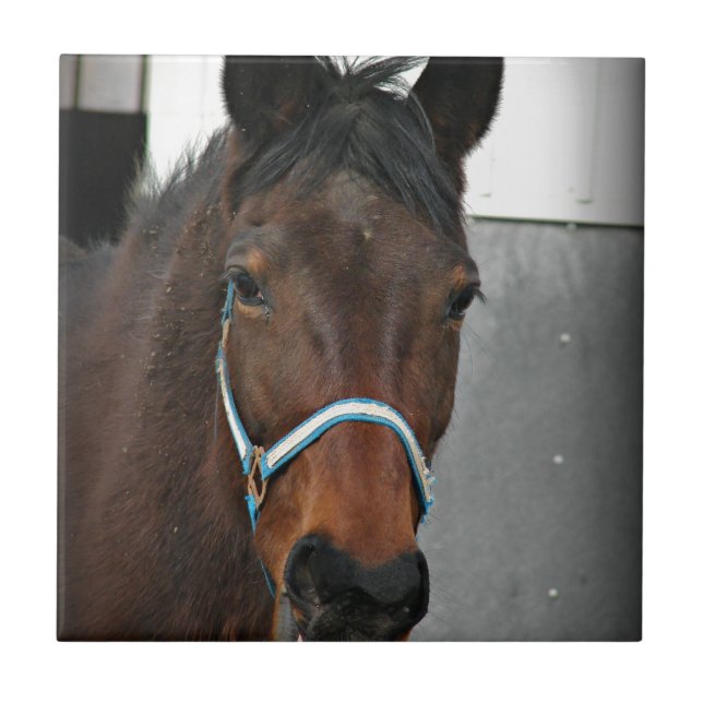 glückliches Pferd Fliese (Vorderseite)