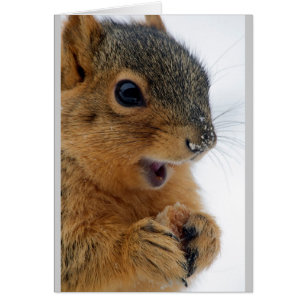 Glücklichstes Eichhörnchen überhaupt