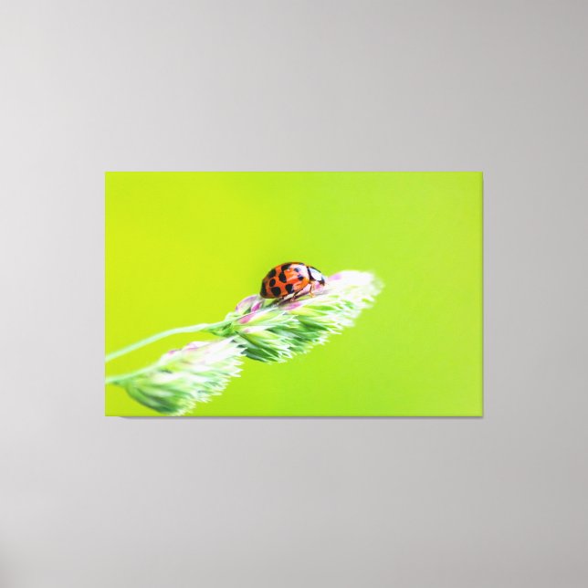 Glücksbringer-Marienkäfer für Deine Wand! Leinwanddruck (Vorderseite)