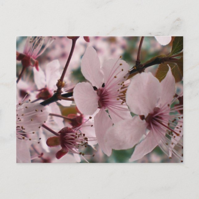 Glückselige Blüten Postkarte (Vorderseite)