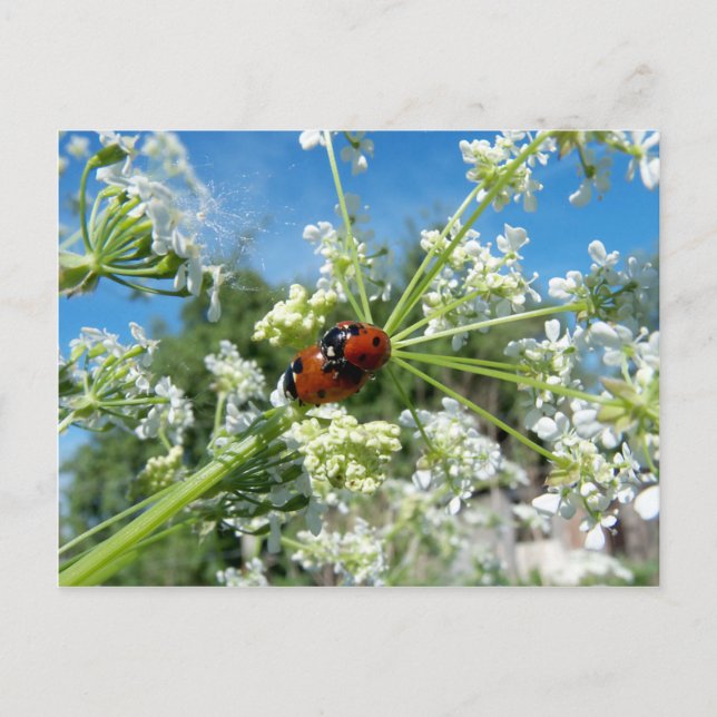Glückskäfer Postkarte (Vorderseite)