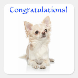 Glückwunsch Chihuahua Welpe Aufkleber