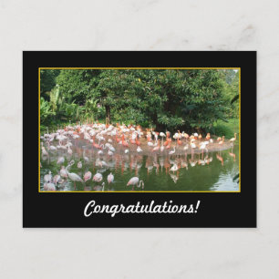 Glückwunsch, Flamingos Postkarte