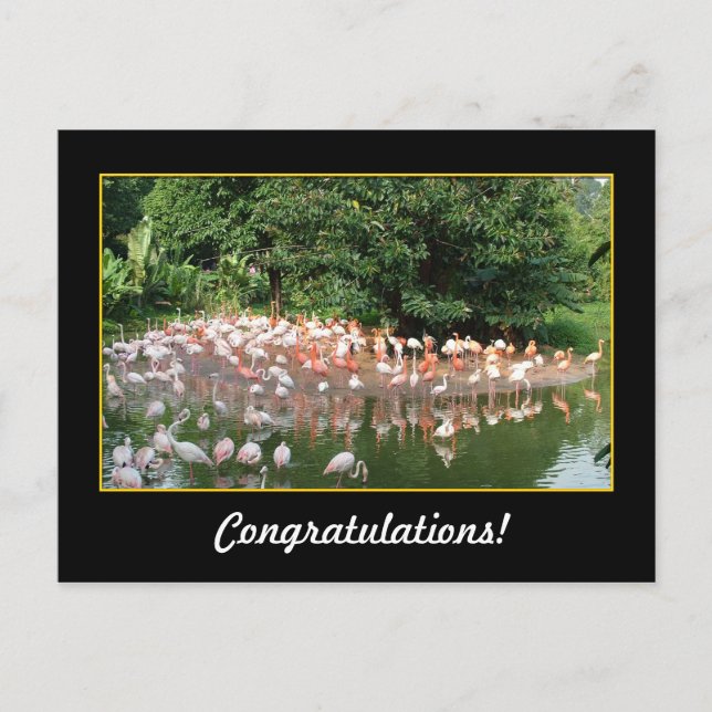 Glückwunsch, Flamingos Postkarte (Vorderseite)