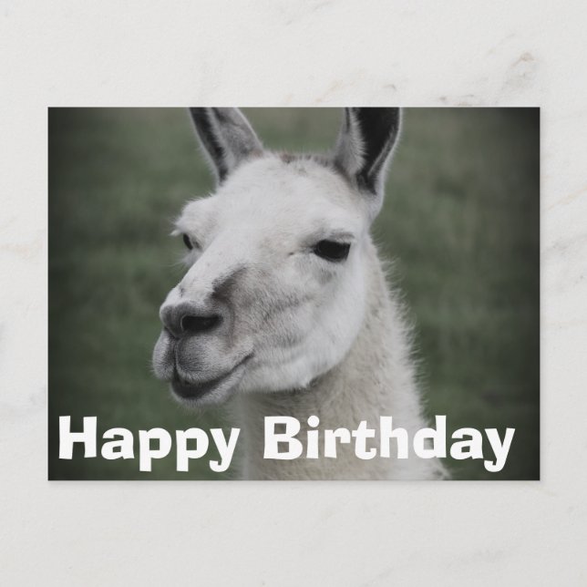 Glückwunsch zum Geburtstag, Lamas Postkarte (Vorderseite)