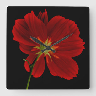 Glühen in Dunkelheit/in rote Gerbera-Fotografie Quadratische Wanduhr