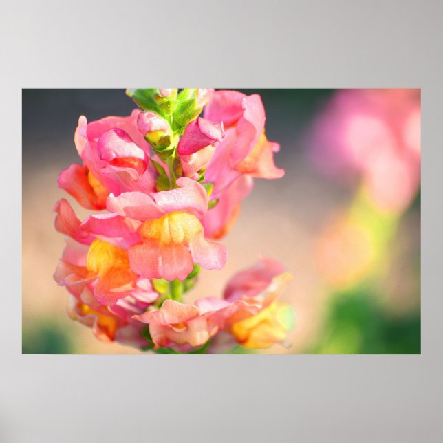 Glühen Poster (Vorne)