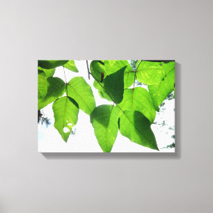 Glühende Birke-Blätter Stretched Canvas Print Leinwanddruck
