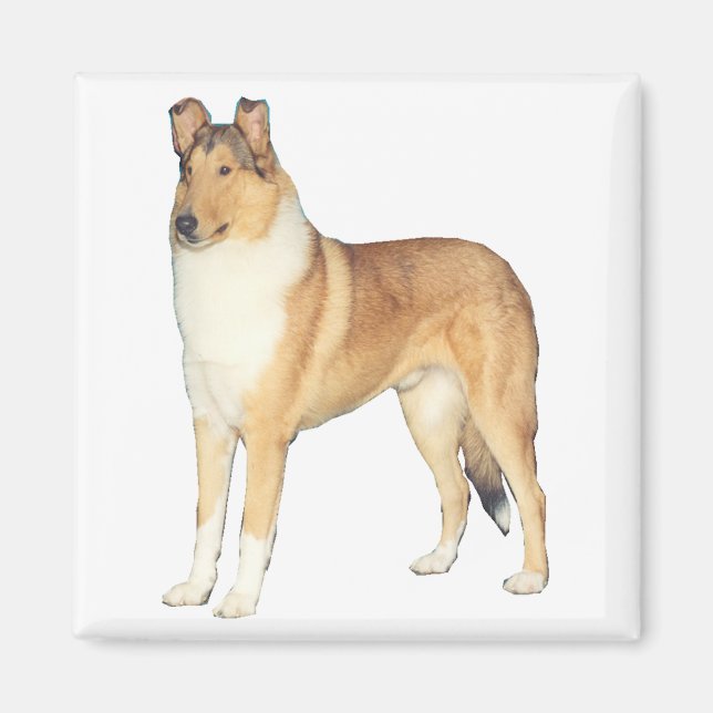 Glühende Collie-Geschenke Magnet (Vorne)