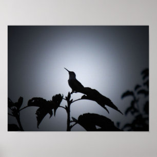 Glühende Hummingvogel-Silhouette Poster