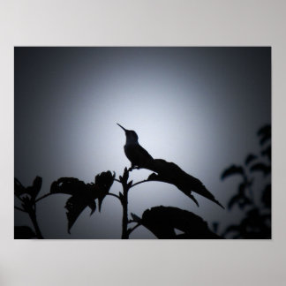 Glühende Hummingvogel-Silhouette Poster