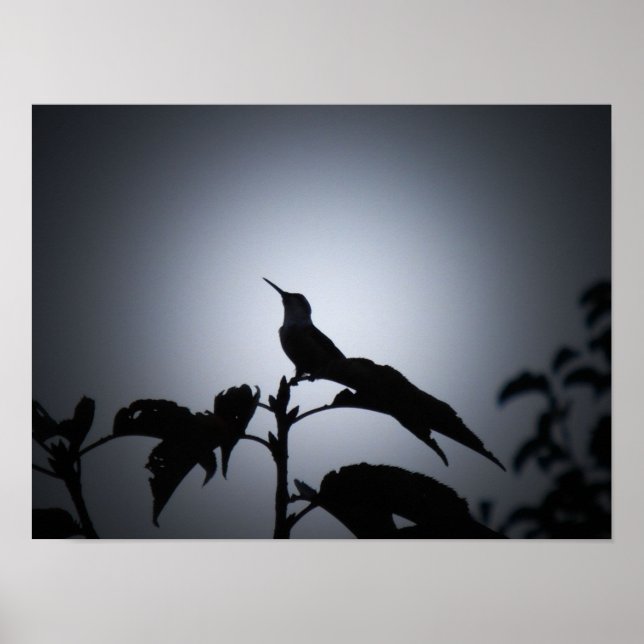 Glühende Hummingvogel-Silhouette Poster (Vorne)