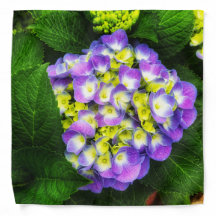 Glühende Hydrangeablüte