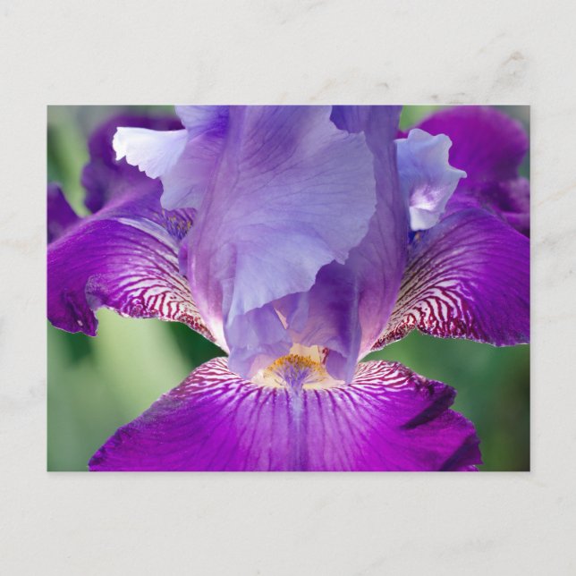 Glühende Irisnatur / blumengeschmücktes / botanisc Postkarte (Vorderseite)