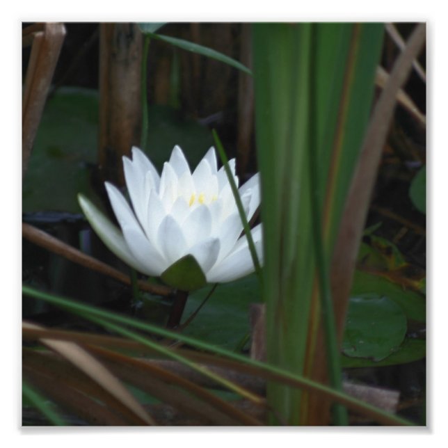 Glühende Lotus Wasserlilie Blume 8x8 Fotodruck (Vorne)