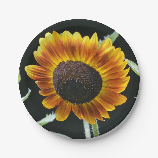Glühende Sonnenblumenpapierplatte Pappteller (Vorderseite)