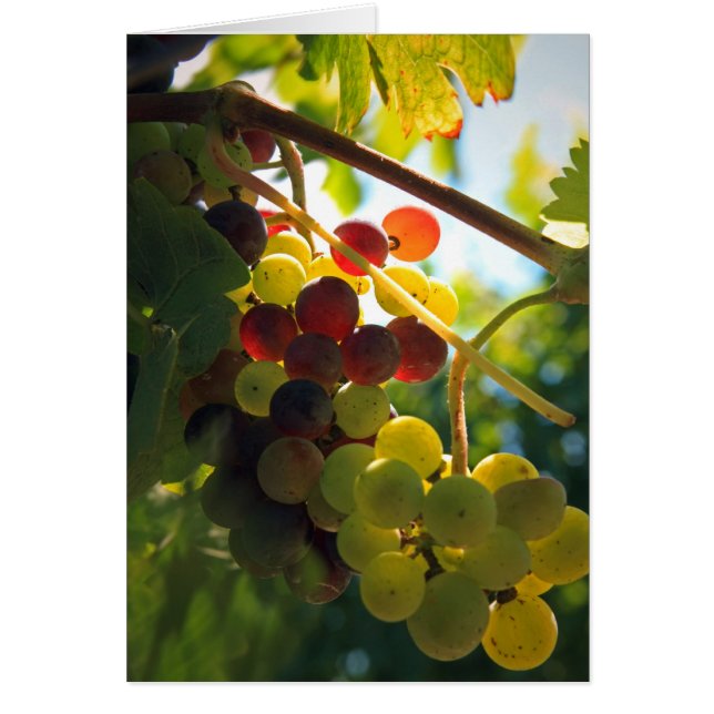 Glühende Trauben (Vorne)