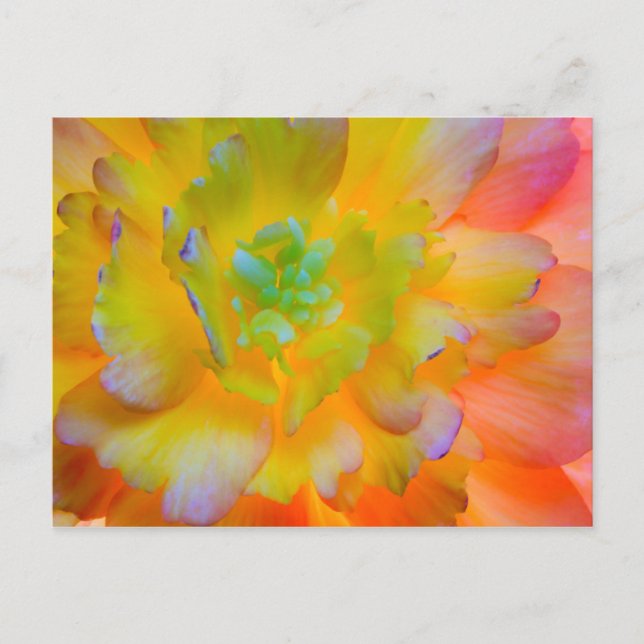 Glühender Begonia Blossom | Seabeck, WA Postkarte (Vorderseite)