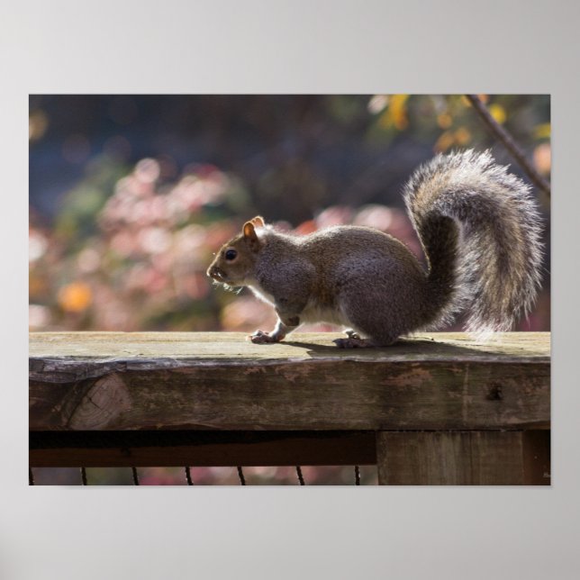 Glühendes Eichhörnchen Poster (Vorne)