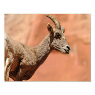Glühschaf Fotodruck