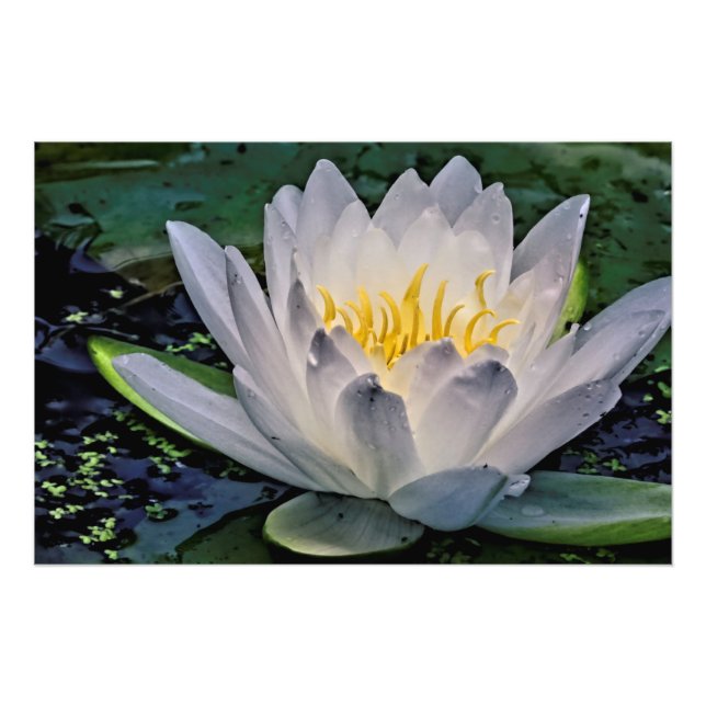 Glühweiße Lotus-Blume Fotodruck (Vorne)