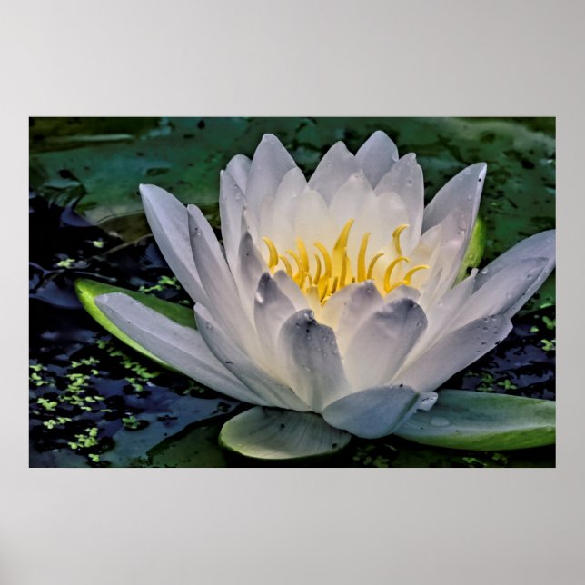 Glühweiße Lotus-Blume Poster (Vorne)