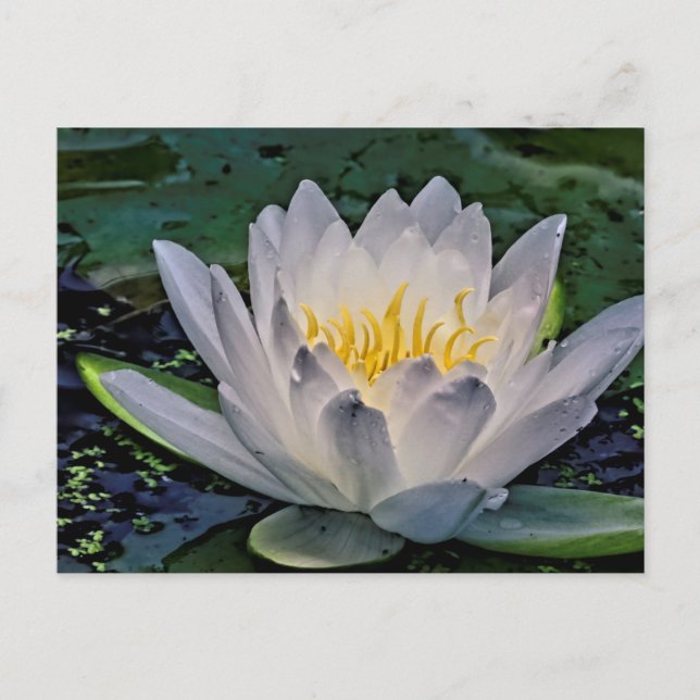 Glühweiße Lotus-Blume Postkarte (Vorderseite)