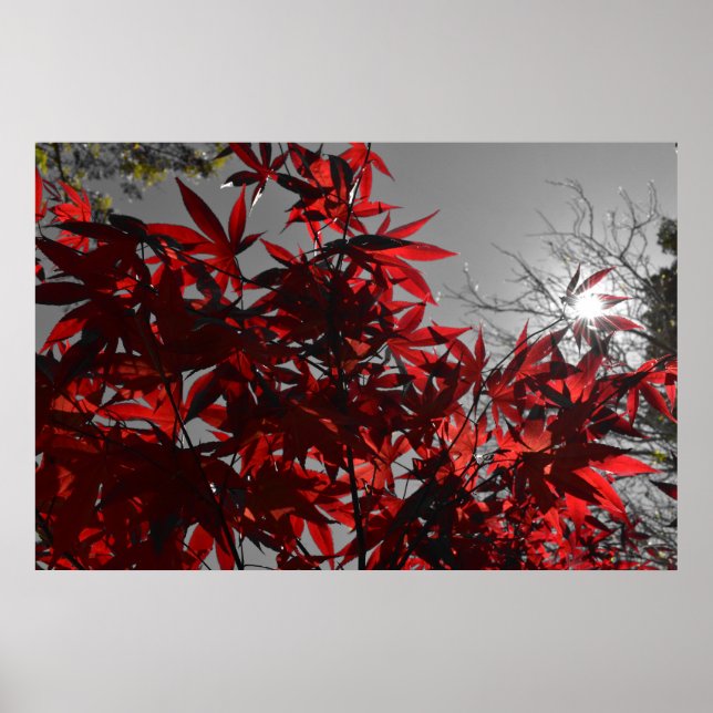 Glut des Herbstes Poster (Vorne)