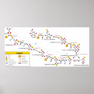 Glykolyse-metabolisches Bahn-Überblick-Diagramm Poster