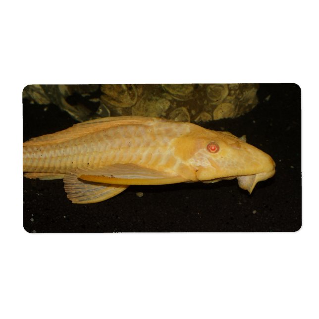 Glyptoperichthys gibbiceps (Vorne)