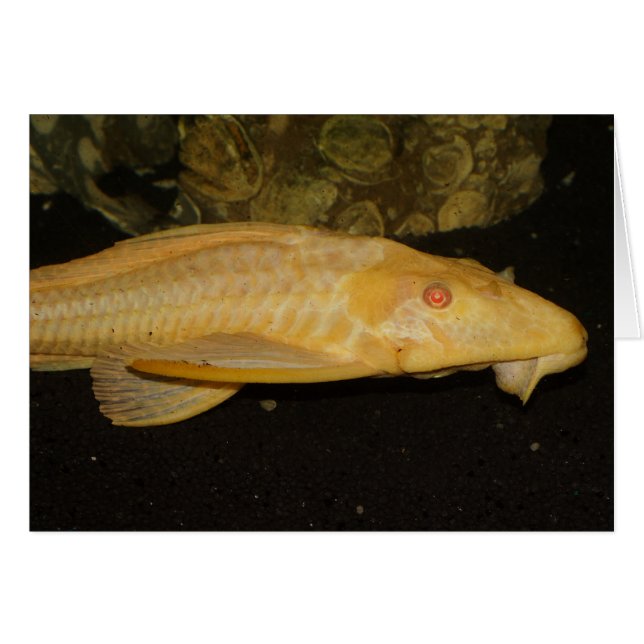 Glyptoperichthys gibbiceps (Vorderseite (Horizontal))