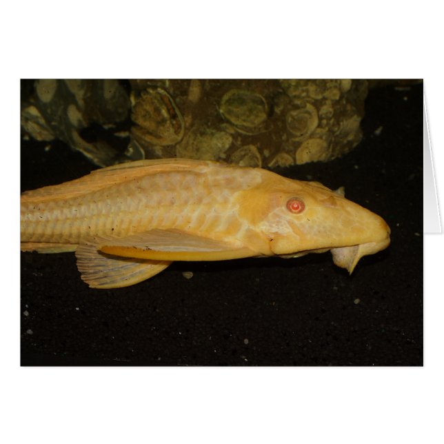 Glyptoperichthys gibbiceps (Vorderseite (Horizontal))