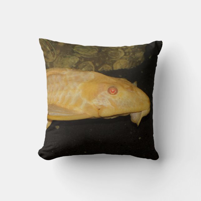Glyptoperichthys gibbiceps kissen (Vorderseite)