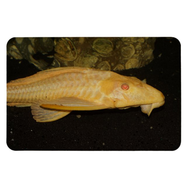Glyptoperichthys gibbiceps magnet (Horizontal)