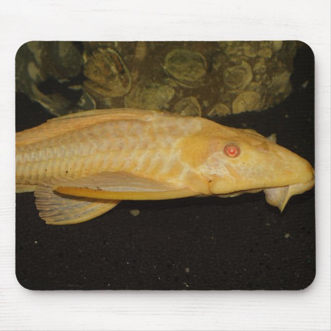 Glyptoperichthys gibbiceps mousepad (Vorne)