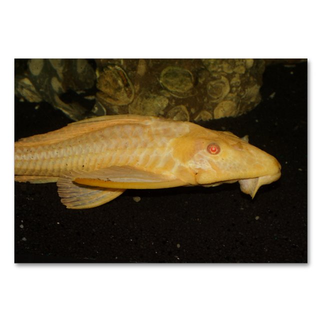 Glyptoperichthys gibbiceps tischnummer (Vorderseite)