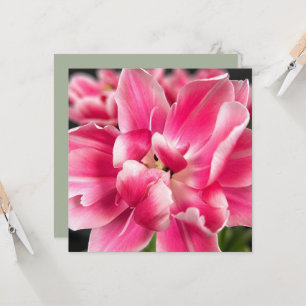 Gnade in jeder Jahreszeit   Rosa Tulpe zum Herunte Karte