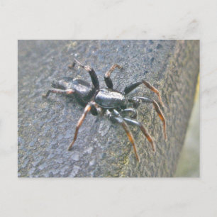 Gnaphosid Spider Postcard Postkarte