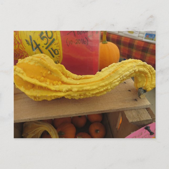Gnarled Gourd Postkarte (Vorderseite)