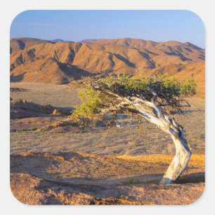 Gnarled Tree and Desert Lands, Richtersveld Quadratischer Aufkleber