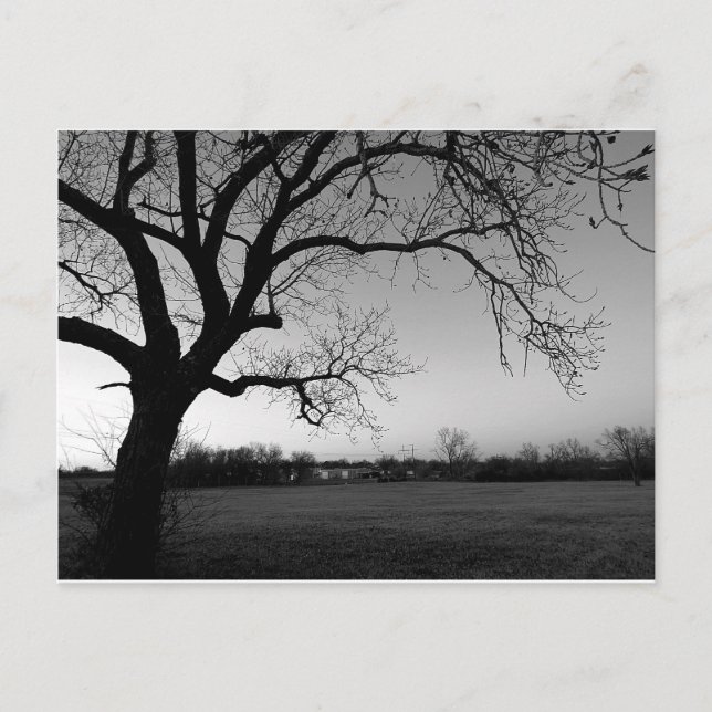 Gnarled Tree Postcard Postkarte (Vorderseite)