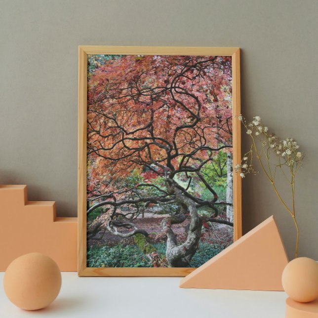 Gnarly Twisted Japanischer Ahornbaum Poster (In Situ)