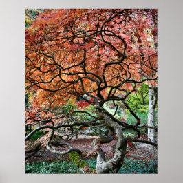 Gnarly Twisted Japanisches Ahornbaum-Foto Poster