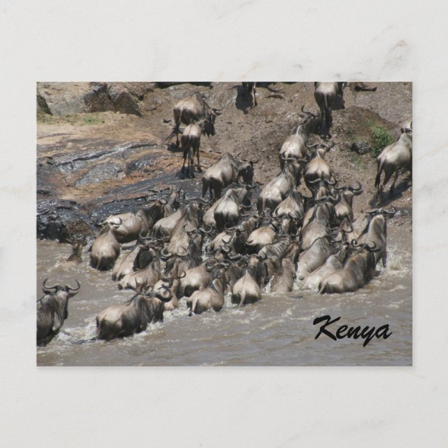 Gnu beim Aufstieg in Kenia Postkarte (Vorderseite)